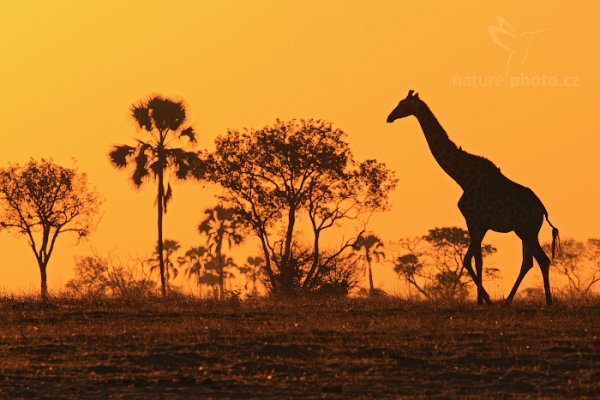 Žirafa angolská (Giraffa camelopardalis), Žirafa angolská (Giraffa camelopardalis) Angolan Giraffe, Autor: Ondřej Prosický | NaturePhoto.cz, Model: Canon EOS-1D Mark IV, Objektiv: Canon EF 400mm f/2.8 L IS II USM, fotografováno z ruky, Clona: 8.0, Doba expozice: 1/500 s, ISO: 100, Kompenzace expozice: -1/3, Blesk: Ne, Vytvořeno: 29. června 2012 17:15:50, Hwange National Park (Zimbabwe)