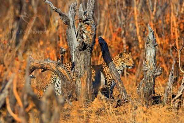 Levhart jihoafrický (Panthera pardus shortridgei), Levhart jihoafrický (Panthera pardus shortidgei) Leopard, Autor: Ondřej Prosický | NaturePhoto.cz, Model: Canon EOS-1D Mark IV, Objektiv: Canon EF 400mm f/2.8 L IS II USM, fotografováno z ruky, Clona: 6.3, Doba expozice: 1/1000 s, ISO: 250, Kompenzace expozice: 0, Blesk: Ne, Vytvořeno: 28. června 2012 8:49:40, Hwange National Park (Zimbabwe)