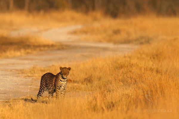 Levhart jihoafrický (Panthera pardus shortridgei), Levhart jihoafrický (Panthera pardus shortidgei) Leopard, Autor: Ondřej Prosický | NaturePhoto.cz, Model: Canon EOS-1D Mark IV, Objektiv: Canon EF 400mm f/2.8 L IS II USM, fotografováno z ruky, Clona: 7.1, Doba expozice: 1/2000 s, ISO: 320, Kompenzace expozice: -1, Blesk: Ne, Vytvořeno: 28. června 2012 7:32:26, Hwange National Park (Zimbabwe)