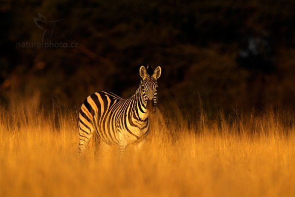 Zebra stepní (Equus quagga), Zebra stepní (Equus quagga) Plains zebra, Autor: Ondřej Prosický | NaturePhoto.cz, Model: Canon EOS-1D Mark IV, Objektiv: Canon EF 400mm f/2.8 L IS II USM, fotografováno z ruky, Clona: 6.3, Doba expozice: 1/1000 s, ISO: 500, Kompenzace expozice: -2/3, Blesk: Ne, Vytvořeno: 30. června 2012 7:11:21, Hwange National Park (Zimbabwe)