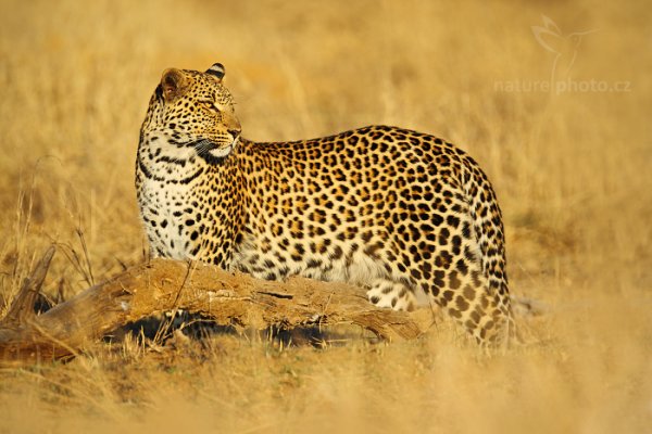 Levhart jihoafrický (Panthera pardus shortridgei), Levhart jihoafrický (Panthera pardus shortidgei) Leopard, Autor: Ondřej Prosický | NaturePhoto.cz, Model: Canon EOS-1D Mark IV, Objektiv: Canon EF 400mm f/2.8 L IS II USM, fotografováno z ruky, Clona: 5.6, Doba expozice: 1/500 s, ISO: 100, Kompenzace expozice: -1/3, Blesk: Ne, Vytvořeno: 28. června 2012 7:39:17, Hwange National Park (Zimbabwe)