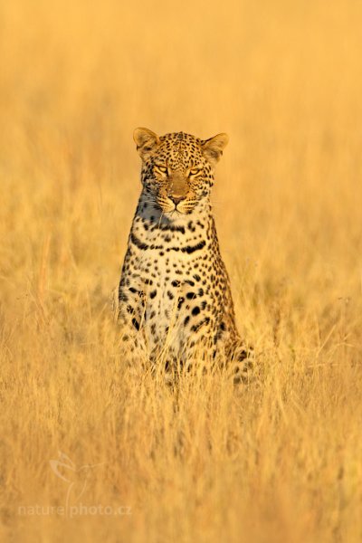 Levhart jihoafrický (Panthera pardus shortridgei), Levhart jihoafrický (Panthera pardus shortidgei) Leopard, Autor: Ondřej Prosický | NaturePhoto.cz, Model: Canon EOS-1D Mark IV, Objektiv: Canon EF 400mm f/2.8 L IS II USM, fotografováno z ruky, Clona: 7.1, Doba expozice: 1/1250 s, ISO: 320, Kompenzace expozice: -1/3, Blesk: Ne, Vytvořeno: 28. června 2012 7:35:21, Hwange National Park (Zimbabwe)