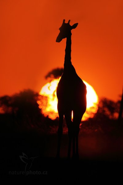 Žirafa angolská (Giraffa camelopardalis), Žirafa angolská (Giraffa camelopardalis) Angolan Giraffe, Autor: Ondřej Prosický | NaturePhoto.cz, Model: Canon EOS-1D Mark IV, Objektiv: Canon EF 400mm f/2.8 L IS II USM, fotografováno z ruky, Clona: 8.0, Doba expozice: 1/3200 s, ISO: 200, Kompenzace expozice: -2, Blesk: Ne, Vytvořeno: 29. června 2012 17:41:57, Hwange National Park (Zimbabwe)