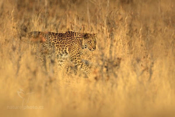 Levhart jihoafrický (Panthera pardus shortridgei), Levhart jihoafrický (Panthera pardus shortidgei) Leopard, Autor: Ondřej Prosický | NaturePhoto.cz, Model: Canon EOS-1D Mark IV, Objektiv: Canon EF 400mm f/2.8 L IS II USM, fotografováno z ruky, Clona: 7.1, Doba expozice: 1/1000 s, ISO: 250, Kompenzace expozice: -1/3, Blesk: Ne, Vytvořeno: 28. června 2012 8:12:12, Hwange National Park (Zimbabwe)