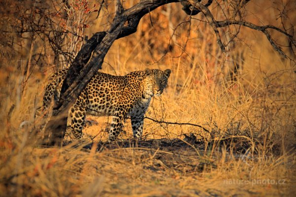 Levhart jihoafrický (Panthera pardus shortridgei), Levhart jihoafrický (Panthera pardus shortidgei) Leopard, Autor: Ondřej Prosický | NaturePhoto.cz, Model: Canon EOS-1D Mark IV, Objektiv: Canon EF 400mm f/2.8 L IS II USM, fotografováno z ruky, Clona: 7.1, Doba expozice: 1/640 s, ISO: 400, Kompenzace expozice: -1/3, Blesk: Ano, Vytvořeno: 28. června 2012 7:50:03, Hwange National Park (Zimbabwe)