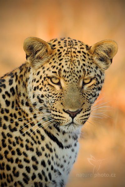 Levhart jihoafrický (Panthera pardus shortridgei), Levhart jihoafrický (Panthera pardus shortidgei) Leopard, Autor: Ondřej Prosický | NaturePhoto.cz, Model: Canon EOS-1D Mark IV, Objektiv: Canon EF 400mm f/2.8 L IS II USM, fotografováno z ruky, Clona: 7.1, Doba expozice: 1/400 s, ISO: 400, Kompenzace expozice: -1/3, Blesk: Ne, Vytvořeno: 28. června 2012 7:42:48, Hwange National Park (Zimbabwe)