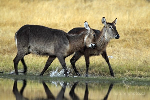 Voduška jelenovitá (Kobus ellipsiprymnus), Voduška jelenovitá (Kobus ellipsiprymnus) Waterbuck, Autor: Ondřej Prosický | NaturePhoto.cz, Model: Canon EOS-1D Mark IV, Objektiv: Canon EF 400mm f/2.8 L IS II USM, fotografováno z ruky, Clona: 5.6, Doba expozice: 1/60 s, ISO: 800, Kompenzace expozice: -2/3, Blesk: Ne, Vytvořeno: 28. června 2012 17:46:01, Hwange National Park (Zimbabwe)