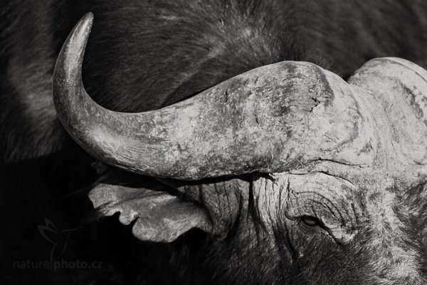 Buvol africký (Cyncerus cafer cafer), Buvol africký (Cyncerus cafer cafer) Buffalo, Autor: Ondřej Prosický | NaturePhoto.cz, Model: Canon EOS-1D Mark IV, Objektiv: Canon EF 400mm f/2.8 L IS II USM, fotografováno z ruky, Clona: 4.0, Doba expozice: 1/2500 s, ISO: 500, Kompenzace expozice: -1, Blesk: Ne, Vytvořeno: 3. července 2012 7:43:38, Chobe National Park (Botswana)