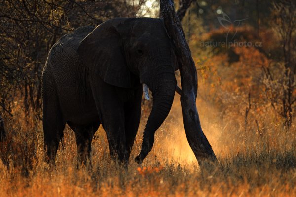 Slon africký (Loxodonta africana), Slon africký (Loxodonta africana) African Elephant, Autor: Ondřej Prosický | NaturePhoto.cz, Model: Canon EOS-1D Mark IV, Objektiv: Canon EF 400mm f/2.8 L IS II USM, fotografováno z ruky, Clona: 3.2, Doba expozice: 1/200 s, ISO: 200, Kompenzace expozice: 0, Blesk: Ne, Vytvořeno: 27. června 2012 16:38:34, Hwange National Park (Zimbabwe)