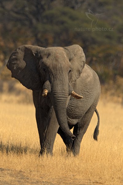 Slon africký (Loxodonta africana), Slon africký (Loxodonta africana) African Elephant, Autor: Ondřej Prosický | NaturePhoto.cz, Model: Canon EOS-1D Mark IV, Objektiv: Canon EF 400mm f/2.8 L IS II USM, fotografováno z ruky, Clona: 7.1, Doba expozice: 1/640 s, ISO: 200, Kompenzace expozice: 0, Blesk: Ne, Vytvořeno: 28. června 2012 10:39:56, Hwange National Park (Zimbabwe)