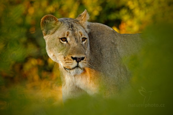 Lev konžský (Panthera leo bleyenberghi), Lev konžský (Panthera leo bleyenberghi) Katanga Lion, Autor: Ondřej Prosický | NaturePhoto.cz, Model: Canon EOS-1D Mark IV, Objektiv: Canon EF 400mm f/2.8 L IS II USM, fotografováno z ruky, Clona: 4.0, Doba expozice: 1/1000 s, ISO: 500, Kompenzace expozice: -1, Blesk: Ne, Vytvořeno: 3. července 2012 7:40:59, Chobe National Park (Botswana)