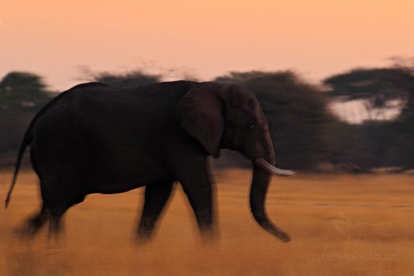 Slon africký (Loxodonta africana), Slon africký (Loxodonta africana) African Elephant, Autor: Ondřej Prosický | NaturePhoto.cz, Model: Canon EOS-1D Mark IV, Objektiv: Canon EF 400mm f/2.8 L IS II USM, fotografováno z ruky, Clona: 7.1, Doba expozice: 1/6 s, ISO: 320, Kompenzace expozice: -1 2/3, Blesk: Ne, Vytvořeno: 27. června 2012 17:56:52, Hwange National Park (Zimbabwe)