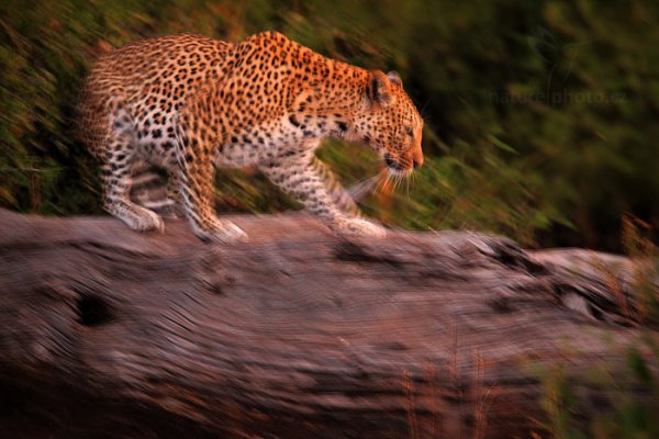 Levhart jihoafrický (Panthera pardus shortridgei), Levhart jihoafrický (Panthera pardus shortridgei) Leopard, Autor: Ondřej Prosický | NaturePhoto.cz, Model: Canon EOS-1D Mark IV, Objektiv: Canon EF 400mm f/2.8 L IS II USM, fotografováno z ruky, Clona: 4.0, Doba expozice: 1/8 s, ISO: 3200, Kompenzace expozice: -2/3, Blesk: Ne, Vytvořeno: 4. července 2012 18:13:05, Chobe National Park (Botswana)