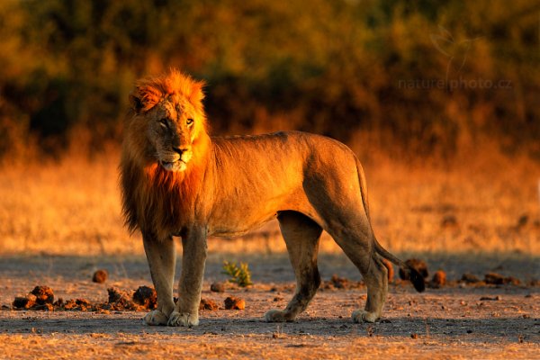 Lev konžský (Panthera leo bleyenberghi), Lev konžský (Panthera leo bleyenberghi) Katanga Lion, Autor: Ondřej Prosický | NaturePhoto.cz, Model: Canon EOS-1D Mark IV, Objektiv: Canon EF 400mm f/2.8 L IS II USM, fotografováno z ruky, Clona: 3.2, Doba expozice: 1/1600 s, ISO: 500, Kompenzace expozice: -2/3, Blesk: Ne, Vytvořeno: 3. července 2012 7:23:44, Chobe National Park (Botswana)