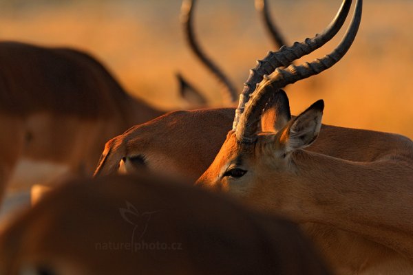 Impala keňská (Aepyceros melampus), Impala keňská (Aepyceros melampus) Impala, Autor: Ondřej Prosický | NaturePhoto.cz, Model: Canon EOS-1D Mark IV, Objektiv: Canon EF 400mm f/2.8 L IS II USM, fotografováno z ruky, Clona: 4.0, Doba expozice: 1/2000 s, ISO: 800, Kompenzace expozice: -1, Blesk: Ne, Vytvořeno: 5. července 2012 7:50:21, Chobe National Park (Botswana)