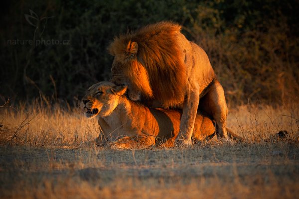 Lev konžský (Panthera leo bleyenberghi), Lev konžský (Panthera leo bleyenberghi) Katanga Lion, Autor: Ondřej Prosický | NaturePhoto.cz, Model: Canon EOS-1D Mark IV, Objektiv: Canon EF 400mm f/2.8 L IS II USM, fotografováno z ruky, Clona: 3.2, Doba expozice: 1/1000 s, ISO: 500, Kompenzace expozice: -2/3, Blesk: Ne, Vytvořeno: 3. července 2012 7:19:36, Chobe National Park (Botswana)