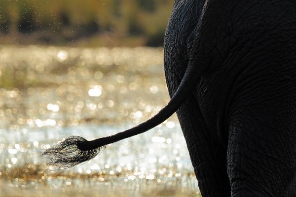 Slon africký (Loxodonta africana), Slon africký (Loxodonta africana) African Elephant, Autor: Ondřej Prosický | NaturePhoto.cz, Model: Canon EOS-1D Mark IV, Objektiv: Canon EF 400mm f/2.8 L IS II USM, fotografováno z ruky, Clona: 4.0, Doba expozice: 1/2500 s, ISO: 400, Kompenzace expozice: -1/3, Blesk: Ne, Vytvořeno: 3. července 2012 15:20:39, Chobe National Park (Botswana)