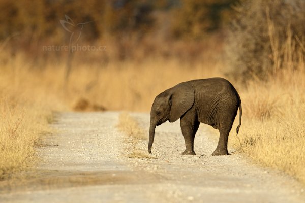 Slon africký (Loxodonta africana), Slon africký (Loxodonta africana) African Elephant, Autor: Ondřej Prosický | NaturePhoto.cz, Model: Canon EOS-1D Mark IV, Objektiv: Canon EF 400mm f/2.8 L IS II USM, fotografováno z ruky, Clona: 6.3, Doba expozice: 1/1000 s, ISO: 320, Kompenzace expozice: +1/3, Blesk: Ne, Vytvořeno: 29. června 2012 7:53:08, Hwange National Park (Zimbabwe)