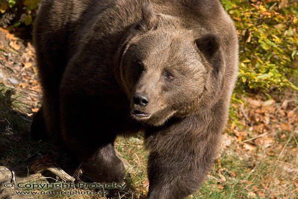 Medvěd hnědý (Ursus arctos), Autor: Ondřej Prosický, Model aparátu: Canon EOS 20D, Objektiv: Canon EF 400mm f/5.6 L USM, Manfrotto 190B + 141RC, Ohnisková vzdálenost: 400.00 mm, Režim měření expozice: Parciální, Clona: 5.60, Doba expozice: 1/800 s, ISO: 200, Vyvážení expozice: -0.33, Blesk: Ne, Vytvořeno: 15. října 2005 10:30:46, Bavorský les (Nationalpark Bayerischer Wald, Německo)