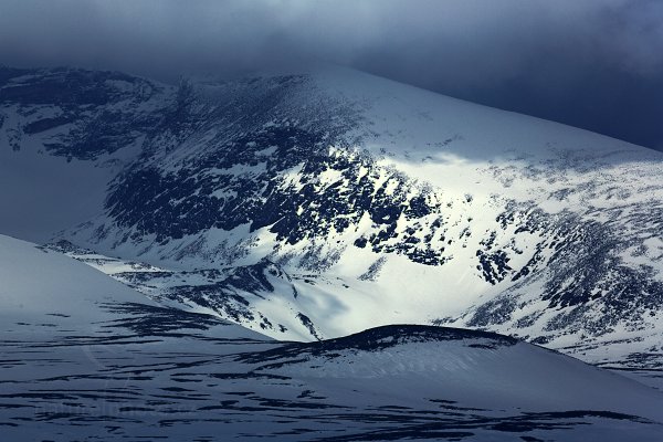 Dovrefjell–Sunndalsfjella National Park, Norsko, Autor: Ondřej Prosický | NaturePhoto.cz, Model: Canon EOS 5D Mark III, Objektiv: Canon EF 400mm f/2.8 L IS II USM, stativ Gitzo, Clona: 10, Doba expozice: 1/1000 s, ISO: 100, Kompenzace expozice: -2/3, Blesk: Ne, 27. března 2012 10:21:55, Dovrefjell–Sunndalsfjella National Park (Norsko) 