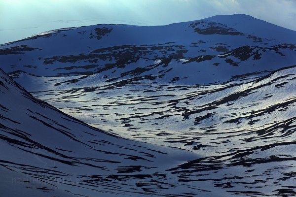 Národní park  Dovrefjell–Sunndalsfjella, Norsko, Autor: Ondřej Prosický | NaturePhoto.cz, Model: Canon EOS 5D Mark III, Objektiv: Canon EF 400mm f/2.8 L IS II USM, stativ Gitzo, Clona: 8.0, Doba expozice: 1/800 s, ISO: 100, Kompenzace expozice: -1/3, Blesk: Ne, 27. března 2012 17:27:41, Dovrefjell–Sunndalsfjella National Park (Norsko)