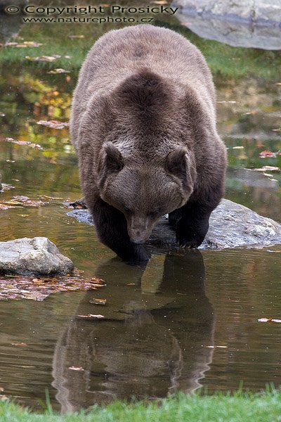 Medvěd hnědý (Ursus arctos), Autor: Ondřej Prosický, Model aparátu: Canon EOS 20D, Objektiv: Canon EF 400mm f/5.6 L USM, Manfrotto 190B + 141RC, Ohnisková vzdálenost: 400.00 mm, Režim měření expozice: Parciální, Clona: 5.60, Doba expozice: 1/160 s, ISO: 800, Vyvážení expozice: -0.33, Blesk: Ne, Vytvořeno: 15. října 2005 10:33:24, Bavorský les (Nationalpark Bayerischer Wald, Německo)