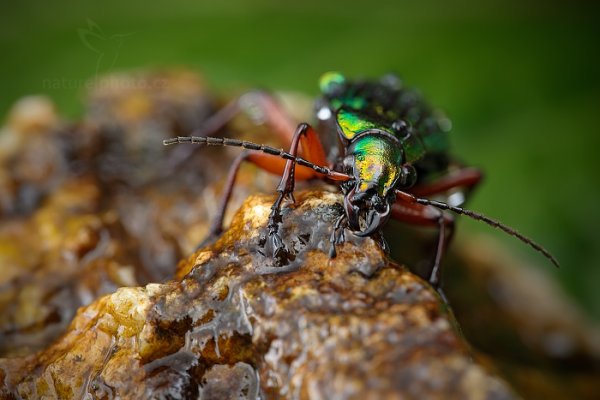 Střevlík zlatolesklý (Carabus auronitens), Střevlík zlatolesklý (Carabus auronitens) Golden ground beetle, Autor: Ondřej Prosický | NaturePhoto.cz, Model: Canon EOS 5D Mark II, Objektiv: Canon EF 100mm f/2.8 L Macro IS USM, stativ Gitzo, Clona: 8.0, Doba expozice: 0.6 s, ISO: 100, Kompenzace expozice: -1/3, Blesk: Ne, Vytvořeno: 9. června 2012 17:00:20, Rýchory, Krkonoše (Česko) 