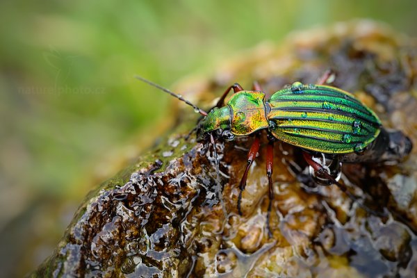 Střevlík zlatolesklý (Carabus auronitens), Střevlík zlatolesklý (Carabus auronitens) Golden ground beetle, Autor: Ondřej Prosický | NaturePhoto.cz, Model: Canon EOS 5D Mark II, Objektiv: Canon EF 100mm f/2.8 L Macro IS USM, stativ Gitzo, Clona: 5.6, Doba expozice: 1/15 s, ISO: 200, Kompenzace expozice: -1/3, Blesk: Ne, Vytvořeno: 9. června 2012 16:53:03, Rýchory, Krkonoše (Česko) 