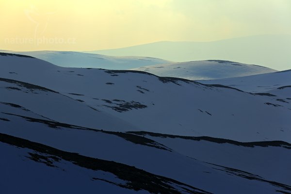 Národní park Dovrefjell–Sunndalsfjella, Norsko, Autor: Ondřej Prosický | NaturePhoto.cz, Model: Canon EOS 5D Mark III, Objektiv: Canon EF 400mm f/2.8 L IS II USM, stativ Gitzo, Clona: 8.0, Doba expozice: 1/800 s, ISO: 100, Kompenzace expozice: -1/3, Blesk: Ne, 27. března 2012 17:26:44, Dovrefjell–Sunndalsfjella National Park (Norsko)