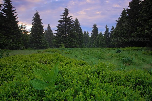 Před Dvorským lesem, Krkonoše, Před Dvorským lesem Autor: Ondřej Prosický | NaturePhoto.cz, Model: Canon EOS 5D Mark II, Objektiv: Canon EF 17-40mm f/4 L IS Macro USM + PL filtr, Ohnisková vzdálenost (EQ35mm): 21 mm, stativ Gitzo, Clona: 14, Doba expozice: 1.6 s, ISO: 100, Kompenzace expozice: -2/3, Blesk: Ne, 9. června 2012 5:24:24, Rýchory, Krkonoše (Česko) 