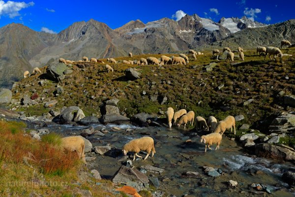 Ovce u vody, Gran Paradiso