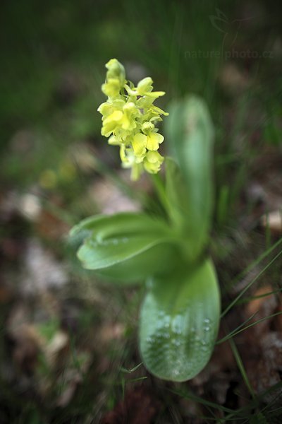Vstavač bledý (Orchis pallens) , Vstavač bledý (Orchis pallens), Hradecko (Česko)