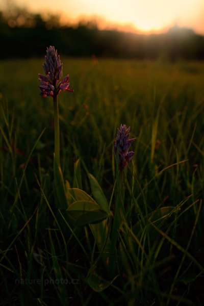 Vstavač vojenský (Orchis militaris) Military Orchid, Vstavač vojenský (Orchis militaris) Military Orchid, Autor: Ondřej Prosický | NaturePhoto.cz, Model: Canon EOS 5D Mark II, Objektiv: Canon EF 24mm f/1.4 L USM II, stativ Gitzo, Clona: 4.5, Doba expozice: 1/50 s, ISO: 100, Kompenzace expozice: -1 1/3, Blesk: Ne, Vytvořeno: 9. května 2013 19:46:20, Bílé Karpaty (Česko) 