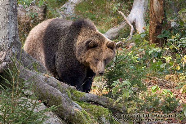 Medvěd hnědý (Ursus arctos), Autor: Ondřej Prosický, Model aparátu: Canon EOS 20D, Objektiv: Canon EF 400mm f/5.6 L USM, Manfrotto 190B + 141RC, Ohnisková vzdálenost: 400.00 mm, Režim měření expozice: Parciální, Clona: 5.60, Doba expozice: 1/160 s, ISO: 400, Vyvážení expozice: -0.33, Blesk: Ne, Vytvořeno: 15. října 2005 10:35:52, Bavorský les (Nationalpark Bayerischer Wald, Německo)