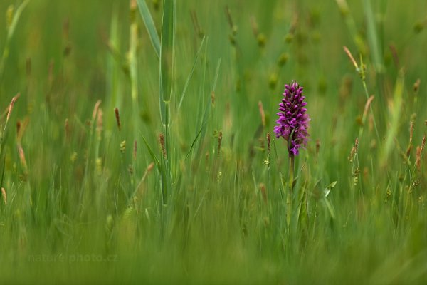 Prstnatec májový pravý (Dactylorhiza majalis ssp. majalis), Prstnatec májový (Dactylorhiza majalis) Broad-leaved Marsh Orchid, Autor: Ondřej Prosický | NaturePhoto.cz, Model: Canon EOS 5D Mark II, Objektiv: Canon EF 400mm f/2.8 L IS USM II, stativ Gitzo, Clona: 3.5, Doba expozice: 1/160 s, ISO: 200, Kompenzace expozice: -1/3, Blesk: Ne, Vytvořeno: 11. května 2013 14:27:13, Abrod (Slovensko) 