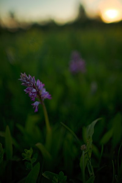 Vstavač vojenský (Orchis militaris) , Vstavač vojenský (Orchis militaris) Military Orchid, Autor: Ondřej Prosický | NaturePhoto.cz, Model: Canon EOS 5D Mark II, Objektiv: Canon EF 24mm f/1.4 L USM II, stativ Gitzo, Clona: 4.5, Doba expozice: 1/50 s, ISO: 100, Kompenzace expozice: -1 1/3, Blesk: Ne, Vytvořeno: 9. května 2013 19:50:20, Bílé Karpaty (Česko) 