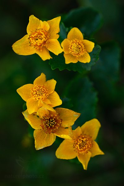 Blatouch bahenní (Caltha palustris), Blatouch bahenní (Caltha palustris) Marsh Marigold, Krkonoše (Česko)