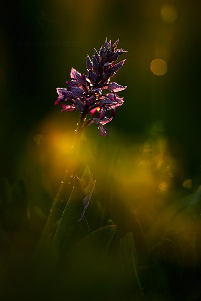 Vstavač vojenský (Orchis militaris), Vstavač vojenský (Orchis militaris) Military Orchid, Autor: Ondřej Prosický | NaturePhoto.cz, Model: Canon EOS 5D Mark II, Objektiv: Canon EF 100mm f/2.8 L Macro IS USM, stativ Gitzo, Clona: 5.6, Doba expozice: 1/250 s, ISO: 100, Kompenzace expozice: -1, Blesk: Ne, Vytvořeno: 10. května 2013 6:22:41, na louce (Česko) 