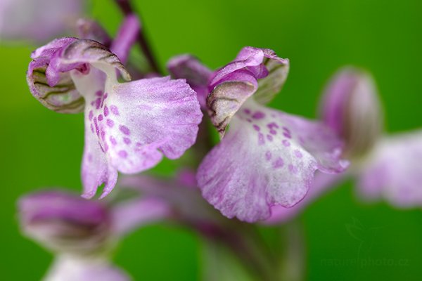 Vstavač kukačka (Orchis morio), Vstavač kukačka (Orchis morio), Prachaticko, Šumava (Česko)