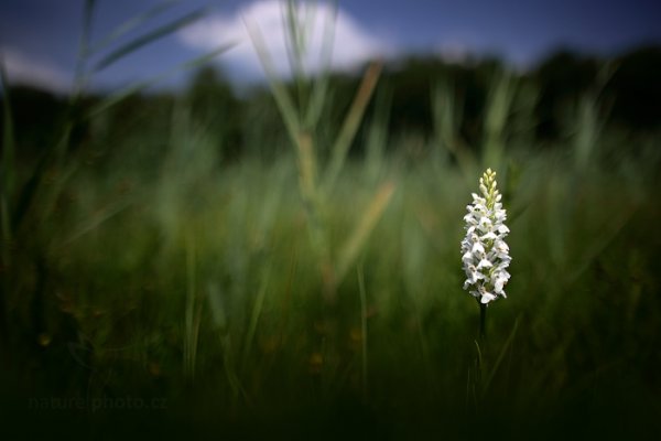 Prstnatec plamatý sedmihradský (Dactylorhiza maculata ssp. transsilvanica) , Prstnatec plamatý sedmihradský (Dactylorhiza maculata ssp. transsilvanica) Spotted Orchid, Autor: Ondřej Prosický | NaturePhoto.cz, Model: Canon EOS 5D Mark II, Objektiv: Canon EF 24mm f/1.4 L USM II, stativ Gitzo, Clona: 1.4, Doba expozice: 1/5000 s, ISO: 100, Kompenzace expozice: -1/3, Blesk: Ne, Vytvořeno: 22. června 2013 13:32:37, Abrod (Slovensko) 