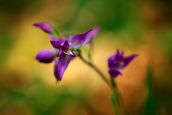 Okrotice červená (Cephalanthera rubra), Okrotice červená (Cephalanthera rubra), Bílé Karpaty (Česko)