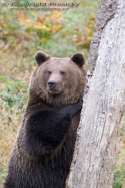 Medvěd hnědý (Ursus arctos), Autor: Ondřej Prosický, Model aparátu: Canon EOS 20D, Objektiv: Canon EF 400mm f/5.6 L USM, Manfrotto 190B + 141RC, Ohnisková vzdálenost: 400.00 mm, Režim měření expozice: Parciální, Clona: 5.60, Doba expozice: 1/125 s, ISO: 800, Vyvážení expozice: 0.33, Blesk: Ne, Vytvořeno: 15. října 2005 10:44:06, Bavorský les (Nationalpark Bayerischer Wald, Německo)