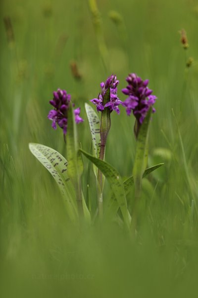 Prstnatec májový pravý (Dactylorhiza majalis ssp. majalis), Prstnatec májový (Dactylorhiza majalis) Broad-leaved Marsh Orchid, Autor: Ondřej Prosický | NaturePhoto.cz, Model: Canon EOS 5D Mark II, Objektiv: Canon EF 400mm f/2.8 L IS USM II, stativ Gitzo, Clona: 3.2, Doba expozice: 1/125 s, ISO: 200, Kompenzace expozice: -1/3, Blesk: Ne, Vytvořeno: 11. května 2013 14:33:37, na louce (Česko) 