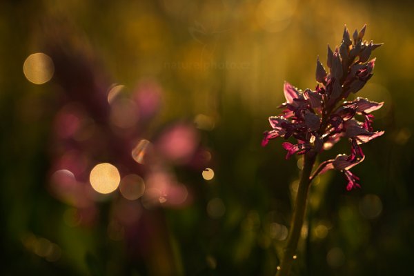 vVstavač vojenský (Orchis militaris), Vstavač vojenský (Orchis militaris) Military Orchid, Autor: Ondřej Prosický | NaturePhoto.cz, Model: Canon EOS 5D Mark II, Objektiv: Canon EF 100mm f/2.8 L Macro IS USM, stativ Gitzo, Clona: 5.6, Doba expozice: 1/250 s, ISO: 100, Kompenzace expozice: -1, Blesk: Ne, Vytvořeno: 10. května 2013 5:24:41, Bílé Karpaty (Česko) 