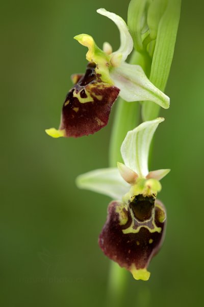 Tořič čmelákovitý (Ophrys holosericea), Tořič čmelákovitý (Ophrys holosericea) Late Spider Orchid, Autor: Ondřej Prosický | NaturePhoto.cz, Model: Canon EOS 5D Mark II, Objektiv: Canon EF 100mm f/2.8 L Macro IS USM, stativ Gitzo, Clona: 4.0, Doba expozice: 1/60 s, ISO: 400, Kompenzace expozice: 0, Blesk: Ne, Vytvořeno: 11. května 2013 12:33:23, Stupava (Slovensko) 