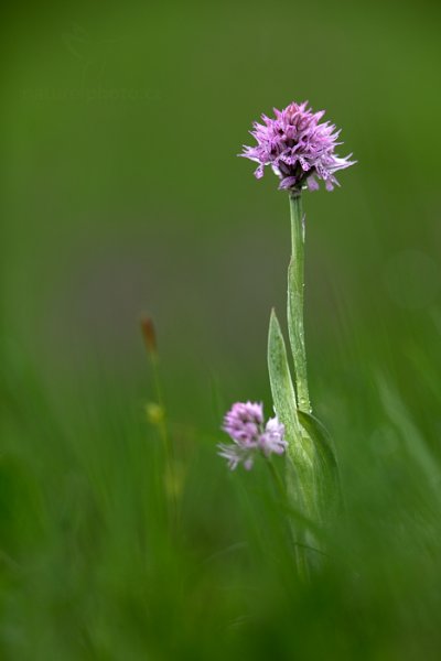 Vstavač trojzubý (Orchis tridentata), Vstavač trojzubý (Orchis tridentata) Toothed Orchid - Three-toothed Orchid, Autor: Ondřej Prosický | NaturePhoto.cz, Model: Canon EOS 5D Mark II, Objektiv: Canon EF 400mm f/2.8 L IS USM II, stativ Gitzo, Clona: 3.2, Doba expozice: 1/200 s, ISO: 400, Kompenzace expozice: +2/3, Blesk: Ne, Vytvořeno: 12. května 2013 8:18:30, na louce (Česko)