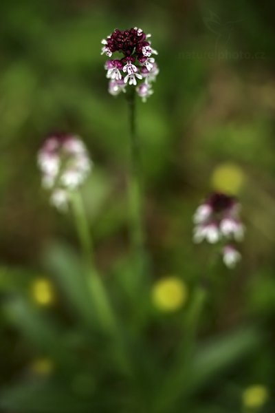 Vstavač osmahlý (Orchis ustulata), Vstavač osmahlý (Orchis ustulata), Úštěk (Česko)