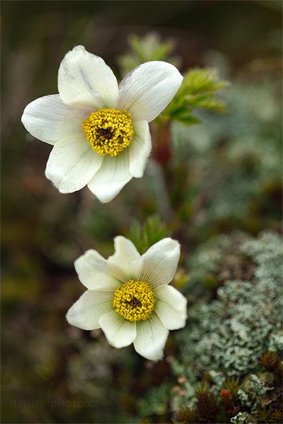 Koniklec alpinský bílý (Pulsatilla alpina), Koniklec alpinský bílý (Pulsatilla alpina) Alpine Pasqueflower or Alpine Anemone, Sněžka, Krkonoše (Česko)