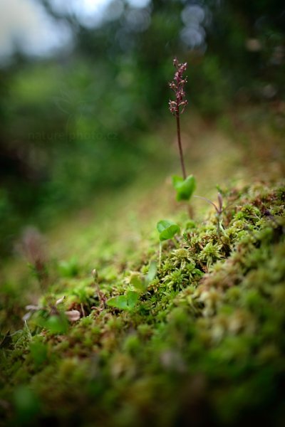 Bradáček srdčitý (Listera cordata)