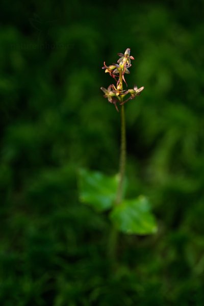 Bradáček srdčitý (Listera cordata), Bradáček srdčitý (Listera cordata) Lesser Twayblade, Autor: Ondřej Prosický | NaturePhoto.cz, Model: Canon EOS 5D Mark II, Objektiv: Canon EF 100mm f/2.8 L Macro IS USM, stativ Gitzo, Clona: 6.3, Doba expozice: 2.0 s, ISO: 100, Kompenzace expozice: -2/3, Blesk: Ne, Vytvořeno: 9. června 2013 6:57:41, Prachaticko, Šumava (Česko)  